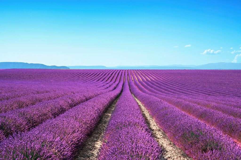 pothecary lavendar Pothecary Gin